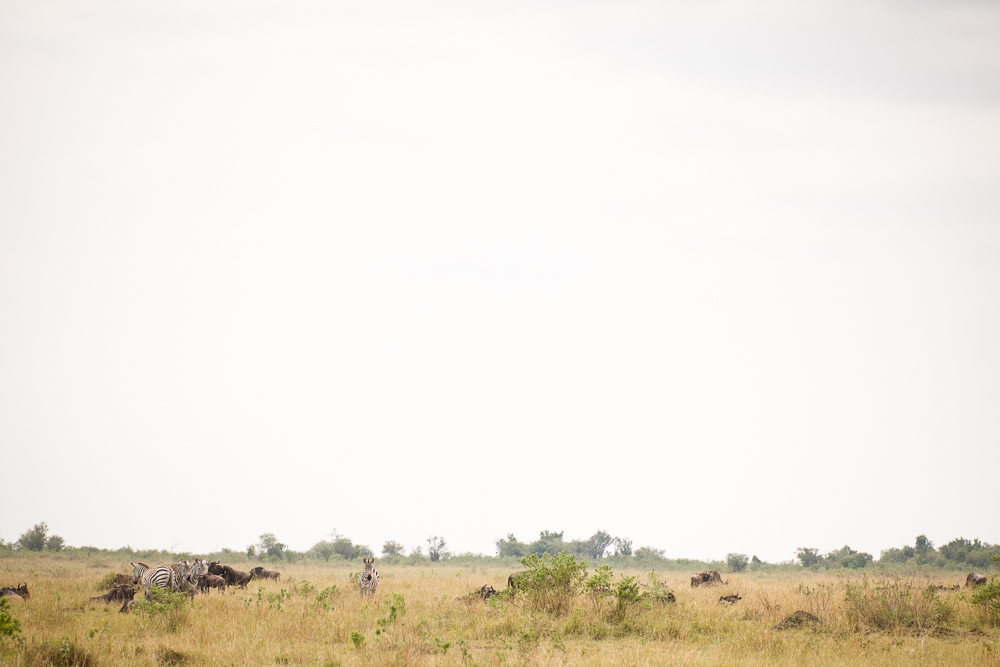 mara